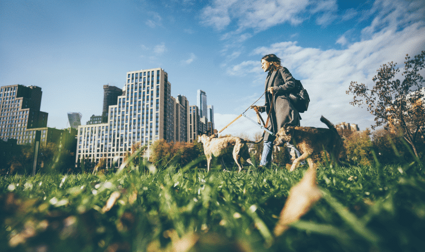 Vue d'une femme en train de promener des chiens dans un parc en milieu urbain